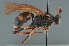  (Amblyteles - BC ZSM HYM 22438)  @15 [ ] CreativeCommons - Attribution Non-Commercial Share-Alike (2014) Stefan Schmidt SNSB, Zoologische Staatssammlung Muenchen
