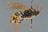  ( - BC ZSM HYM 22452)  @13 [ ] CreativeCommons - Attribution Non-Commercial Share-Alike (2014) Stefan Schmidt SNSB, Zoologische Staatssammlung Muenchen