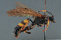  ( - BC ZSM HYM 22454)  @13 [ ] CreativeCommons - Attribution Non-Commercial Share-Alike (2014) Stefan Schmidt SNSB, Zoologische Staatssammlung Muenchen