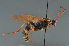  ( - BC ZSM HYM 22461)  @13 [ ] CreativeCommons - Attribution Non-Commercial Share-Alike (2014) Stefan Schmidt SNSB, Zoologische Staatssammlung Muenchen
