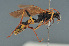  ( - BC ZSM HYM 22462)  @13 [ ] CreativeCommons - Attribution Non-Commercial Share-Alike (2014) Stefan Schmidt SNSB, Zoologische Staatssammlung Muenchen