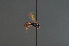  (Dicaelotus parvulus - BC ZSM HYM 22464)  @11 [ ] CreativeCommons - Attribution Non-Commercial Share-Alike (2014) Stefan Schmidt SNSB, Zoologische Staatssammlung Muenchen