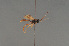  ( - BC ZSM HYM 22467)  @11 [ ] CreativeCommons - Attribution Non-Commercial Share-Alike (2014) Stefan Schmidt SNSB, Zoologische Staatssammlung Muenchen