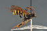  (Banchini - BC ZSM HYM 22469)  @15 [ ] CreativeCommons - Attribution Non-Commercial Share-Alike (2014) Stefan Schmidt SNSB, Zoologische Staatssammlung Muenchen