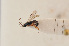  ( - BC ZSM HYM 22483)  @13 [ ] CreativeCommons - Attribution Non-Commercial Share-Alike (2014) Stefan Schmidt SNSB, Zoologische Staatssammlung Muenchen