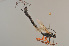  ( - BC ZSM HYM 22486)  @12 [ ] CreativeCommons - Attribution Non-Commercial Share-Alike (2014) Stefan Schmidt SNSB, Zoologische Staatssammlung Muenchen