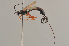  ( - BC ZSM HYM 22490)  @11 [ ] CreativeCommons - Attribution Non-Commercial Share-Alike (2014) Stefan Schmidt SNSB, Zoologische Staatssammlung Muenchen