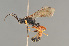  (Ctenichneumon panzeri - BC ZSM HYM 22501)  @13 [ ] CreativeCommons - Attribution Non-Commercial Share-Alike (2014) Stefan Schmidt SNSB, Zoologische Staatssammlung Muenchen
