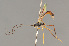  (Agrypon varitarsum - BC ZSM HYM 22514)  @14 [ ] CreativeCommons - Attribution Non-Commercial Share-Alike (2014) Stefan Schmidt SNSB, Zoologische Staatssammlung Muenchen