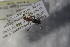  (Miscophus dispersus - BC ZSM HYM 22676)  @12 [ ] CreativeCommons - Attribution Non-Commercial Share-Alike (2015) Unspecified SNSB, Zoologische Staatssammlung Muenchen
