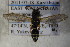  ( - BC ZSM HYM 22706)  @12 [ ] CreativeCommons - Attribution Non-Commercial Share-Alike (2015) Unspecified SNSB, Zoologische Staatssammlung Muenchen