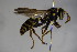  ( - BC ZSM HYM 22716)  @14 [ ] CreativeCommons - Attribution Non-Commercial Share-Alike (2015) Unspecified SNSB, Zoologische Staatssammlung Muenchen