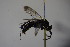  ( - BC ZSM HYM 22772)  @12 [ ] CreativeCommons - Attribution Non-Commercial Share-Alike (2015) Unspecified SNSB, Zoologische Staatssammlung Muenchen