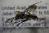  ( - BC ZSM HYM 22862)  @12 [ ] CreativeCommons - Attribution Non-Commercial Share-Alike (2015) Unspecified SNSB, Zoologische Staatssammlung Muenchen
