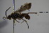  ( - BC ZSM HYM 22872)  @12 [ ] CreativeCommons - Attribution Non-Commercial Share-Alike (2015) Unspecified SNSB, Zoologische Staatssammlung Muenchen