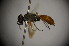  (Miscophus papyrus - BC ZSM HYM 22910)  @12 [ ] CreativeCommons - Attribution Non-Commercial Share-Alike (2015) Unspecified SNSB, Zoologische Staatssammlung Muenchen