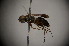 (Miscophus sericeus - BC ZSM HYM 22912)  @13 [ ] CreativeCommons - Attribution Non-Commercial Share-Alike (2015) Unspecified SNSB, Zoologische Staatssammlung Muenchen
