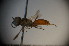  (Miscophus pretiosus - BC ZSM HYM 22932)  @12 [ ] CreativeCommons - Attribution Non-Commercial Share-Alike (2015) Unspecified SNSB, Zoologische Staatssammlung Muenchen