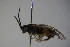  ( - BC ZSM HYM 23105)  @12 [ ] CreativeCommons - Attribution Non-Commercial Share-Alike (2015) Unspecified SNSB, Zoologische Staatssammlung Muenchen