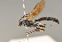  ( - BC ZSM HYM 23182)  @11 [ ] CreativeCommons - Attribution Non-Commercial Share-Alike (2014) Stefan Schmidt SNSB, Zoologische Staatssammlung Muenchen