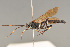  ( - BC ZSM HYM 23183)  @13 [ ] CreativeCommons - Attribution Non-Commercial Share-Alike (2014) Stefan Schmidt SNSB, Zoologische Staatssammlung Muenchen