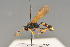  (Diphyus quinquecinctus - BC ZSM HYM 23190)  @11 [ ] CreativeCommons - Attribution Non-Commercial Share-Alike (2014) Stefan Schmidt SNSB, Zoologische Staatssammlung Muenchen