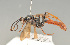  ( - BC ZSM HYM 23196)  @13 [ ] CreativeCommons - Attribution Non-Commercial Share-Alike (2014) Stefan Schmidt SNSB, Zoologische Staatssammlung Muenchen