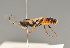  (Diphyus krichbaumer - BC ZSM HYM 23201)  @11 [ ] CreativeCommons - Attribution Non-Commercial Share-Alike (2014) Stefan Schmidt SNSB, Zoologische Staatssammlung Muenchen
