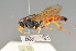  (Ichneumon primatorius - BC ZSM HYM 23205)  @14 [ ] CreativeCommons - Attribution Non-Commercial Share-Alike (2014) Stefan Schmidt SNSB, Zoologische Staatssammlung Muenchen