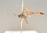  (Agrypon anomelas - BC ZSM HYM 23214)  @15 [ ] CreativeCommons - Attribution Non-Commercial Share-Alike (2014) Stefan Schmidt SNSB, Zoologische Staatssammlung Muenchen