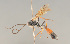  ( - BC ZSM HYM 23231)  @13 [ ] CreativeCommons - Attribution Non-Commercial Share-Alike (2014) Stefan Schmidt SNSB, Zoologische Staatssammlung Muenchen