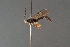  ( - BC ZSM HYM 23258)  @12 [ ] CreativeCommons - Attribution Non-Commercial Share-Alike (2014) Stefan Schmidt SNSB, Zoologische Staatssammlung Muenchen