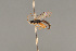  ( - BC ZSM HYM 23260)  @13 [ ] CreativeCommons - Attribution Non-Commercial Share-Alike (2014) Stefan Schmidt SNSB, Zoologische Staatssammlung Muenchen