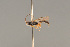  ( - BC ZSM HYM 23262)  @13 [ ] CreativeCommons - Attribution Non-Commercial Share-Alike (2014) Stefan Schmidt SNSB, Zoologische Staatssammlung Muenchen