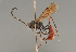  (Cryptus spinosus - BC ZSM HYM 23265)  @14 [ ] CreativeCommons - Attribution Non-Commercial Share-Alike (2014) Stefan Schmidt SNSB, Zoologische Staatssammlung Muenchen