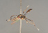  ( - BC ZSM HYM 23272)  @12 [ ] CreativeCommons - Attribution Non-Commercial Share-Alike (2014) Stefan Schmidt SNSB, Zoologische Staatssammlung Muenchen
