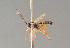  ( - BC ZSM HYM 23275)  @12 [ ] CreativeCommons - Attribution Non-Commercial Share-Alike (2014) Stefan Schmidt SNSB, Zoologische Staatssammlung Muenchen