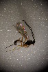  ( - BC ZSM HYM 23286)  @12 [ ] CreativeCommons - Attribution Non-Commercial Share-Alike (2015) Unspecified SNSB, Zoologische Staatssammlung Muenchen