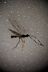  (Helictes fabularis - BC ZSM HYM 23310)  @14 [ ] CreativeCommons - Attribution Non-Commercial Share-Alike (2015) Unspecified SNSB, Zoologische Staatssammlung Muenchen