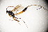  (Syzeuctus - BC ZSM HYM 23349)  @14 [ ] CreativeCommons - Attribution Non-Commercial Share-Alike (2015) Unspecified SNSB, Zoologische Staatssammlung Muenchen