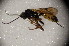  ( - BC ZSM HYM 23367)  @13 [ ] CreativeCommons - Attribution Non-Commercial Share-Alike (2015) Unspecified SNSB, Zoologische Staatssammlung Muenchen