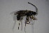  ( - BC ZSM HYM 23371)  @12 [ ] CreativeCommons - Attribution Non-Commercial Share-Alike (2015) Unspecified SNSB, Zoologische Staatssammlung Muenchen