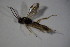  (Symplecis bicingulata - BC ZSM HYM 23411)  @13 [ ] CreativeCommons - Attribution Non-Commercial Share-Alike (2015) Unspecified SNSB, Zoologische Staatssammlung Muenchen