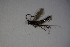  ( - BC ZSM HYM 23449)  @14 [ ] CreativeCommons - Attribution Non-Commercial Share-Alike (2015) Unspecified SNSB, Zoologische Staatssammlung Muenchen
