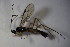 (Helictes - BC ZSM HYM 23507)  @14 [ ] CreativeCommons - Attribution Non-Commercial Share-Alike (2015) Unspecified SNSB, Zoologische Staatssammlung Muenchen