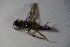  ( - BC ZSM HYM 23518)  @12 [ ] CreativeCommons - Attribution Non-Commercial Share-Alike (2015) Unspecified SNSB, Zoologische Staatssammlung Muenchen