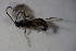  (Plectiscus minutus - BC ZSM HYM 23537)  @13 [ ] CreativeCommons - Attribution Non-Commercial Share-Alike (2015) Unspecified SNSB, Zoologische Staatssammlung Muenchen