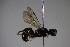  (Tracheliodes varus - BC ZSM HYM 23743)  @13 [ ] CreativeCommons - Attribution Non-Commercial Share-Alike (2015) Unspecified SNSB, Zoologische Staatssammlung Muenchen