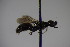  (Miscophus albufeirae - BC ZSM HYM 23750)  @12 [ ] CreativeCommons - Attribution Non-Commercial Share-Alike (2015) Unspecified SNSB, Zoologische Staatssammlung Muenchen