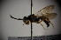  (Diodontus major - BC ZSM HYM 23787)  @12 [ ] CreativeCommons - Attribution Non-Commercial Share-Alike (2015) Unspecified SNSB, Zoologische Staatssammlung Muenchen